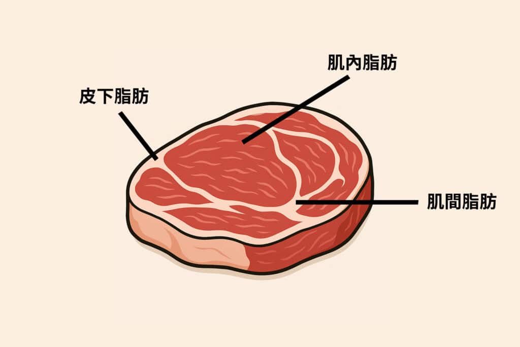 肌間脂肪藏在肌肉纖維中，影響線條、力量與肌肉品質。